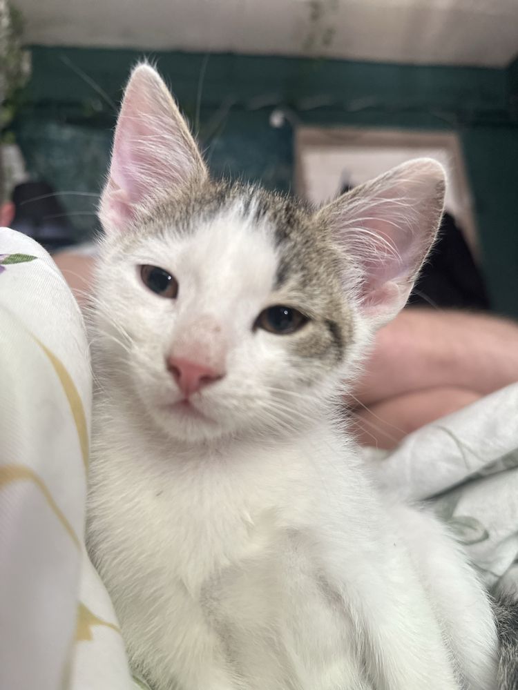 Kotek do adopcji! Szuka kochającego domu!
