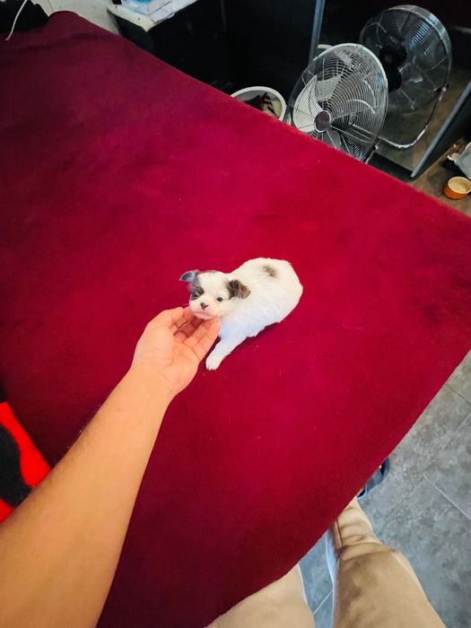 Chihuahua macho pelo longo