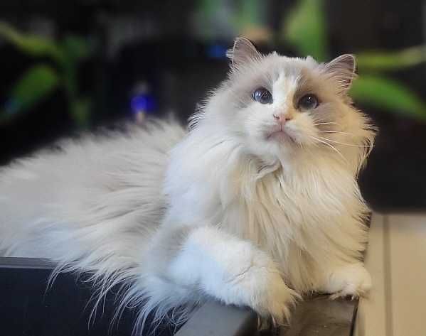 Dorosła kotka Ragdoll z rodowodem - kastratka