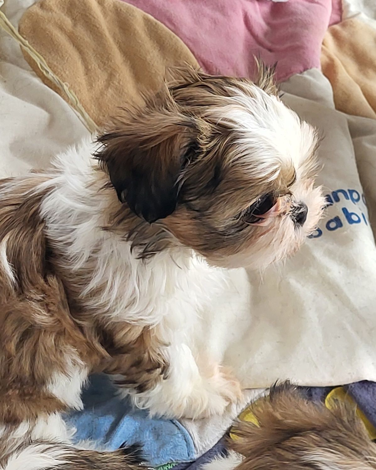 Shihtzu shih-tzu pies rodowodem samiec