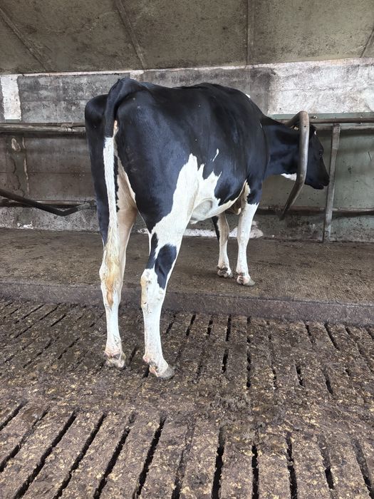 10.10 Nowa dostawa jałówek wysokocielnych