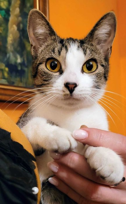 Lila - kocia iskierka szuka domu