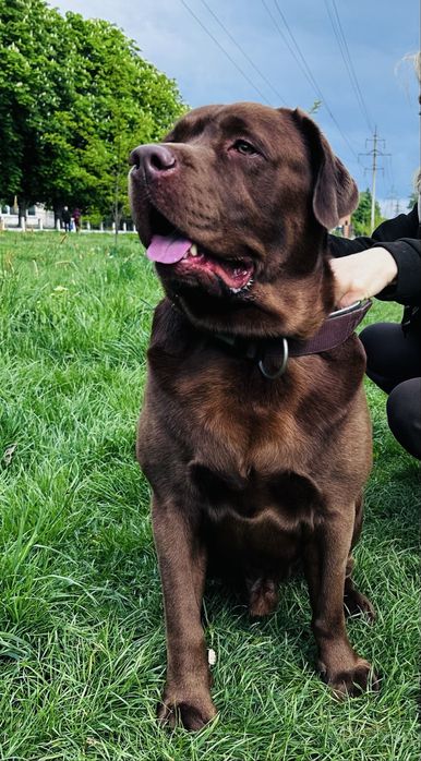 Шоколадный лабрадор (вязка)
