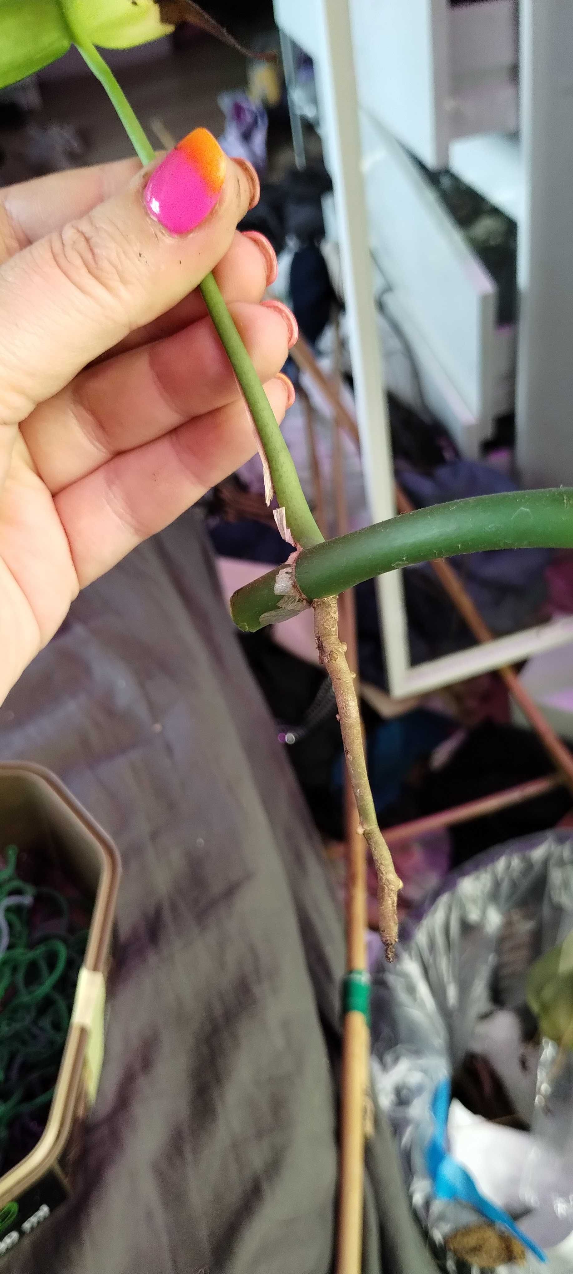 raphidophora tetrasperma/monstera piccolo/minima