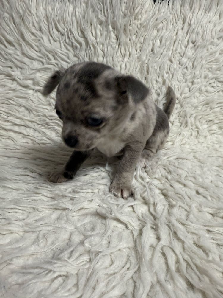 Chihuahua chłopiec