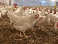 Kury kokoszki nioski Tetra biała jak leghorn z dowozem