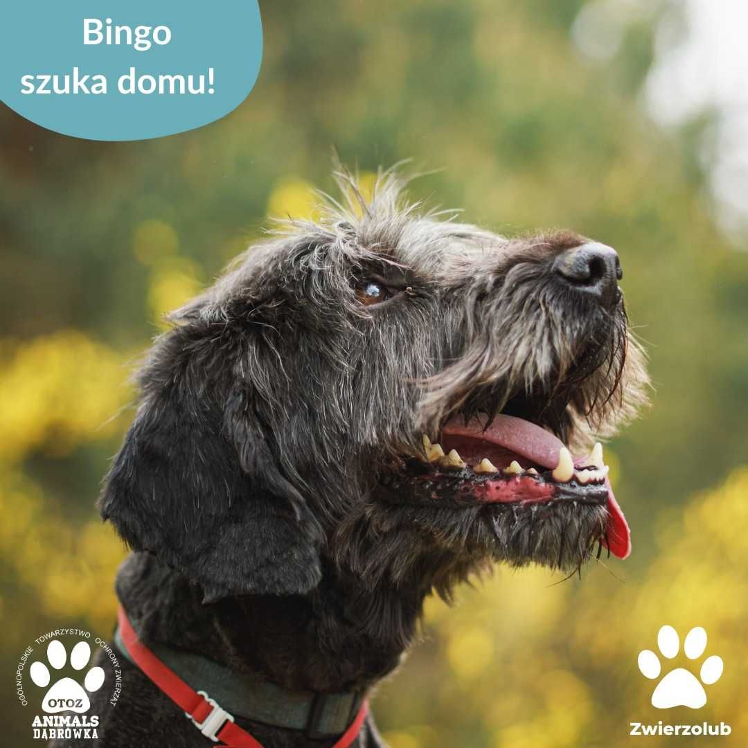 Bingo czeka na szansę - OTOZ Animals Schronisko w Dąbrówce