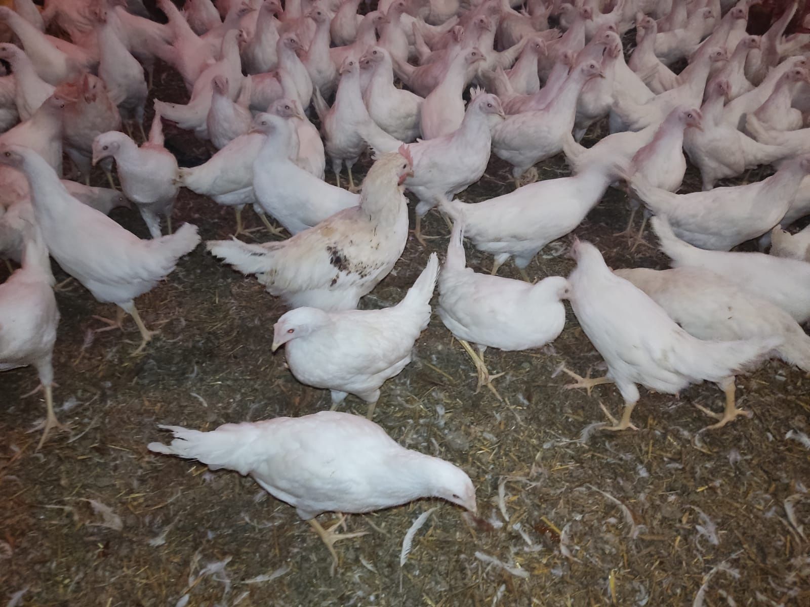 Kury Rosa Leghorn Dominant Lohman Greenshel