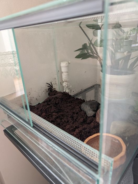 Ptasznik z terrarium i wyposażeniem samica