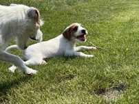 Gotowy do odbioru Parson Russell Terrier samiec