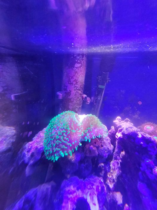Korale morskie rhodactis fluo