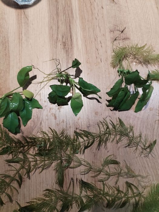 ~~Roślinki anubias, rogatek, salvinia, kryptokoryna~~