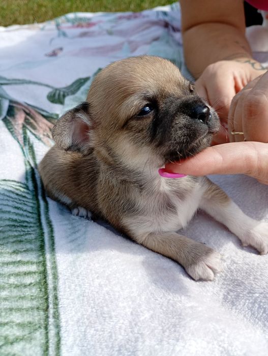 Śliczny piesek chihuahua