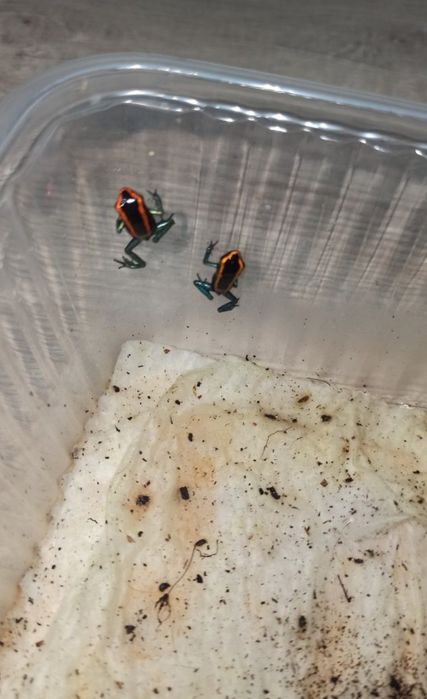 Żabki Phyllobates vittatus 6+1 GRATIS dendrobates wysyłka