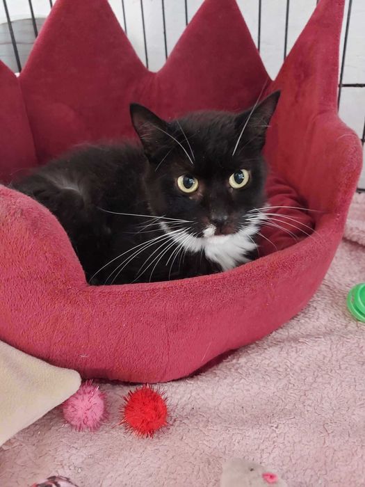 ZUSKA - Schronisko dla Zwierząt w Ostródzie