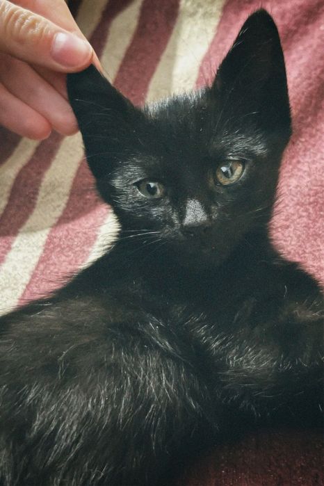 Віддам в дбайливі руки