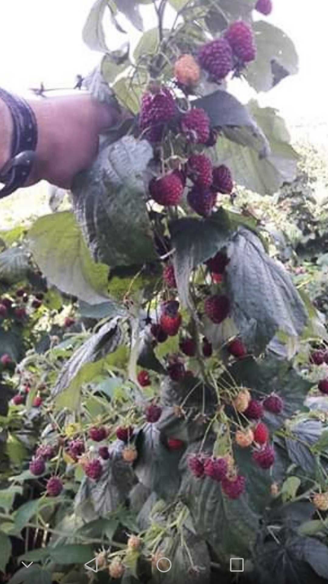 Maliny sadzonki szkółka ogrodowa