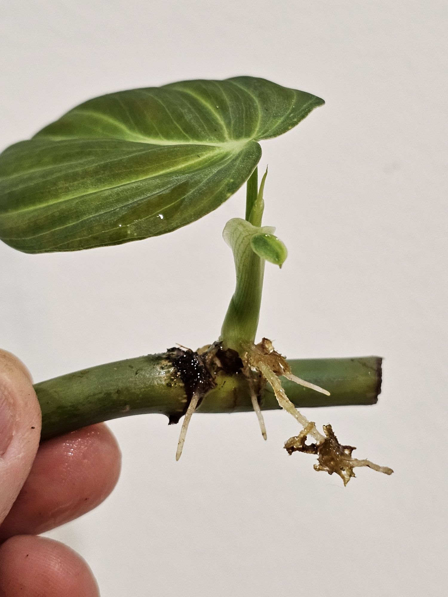 Cutting PHILODENDRON Melanochrysum