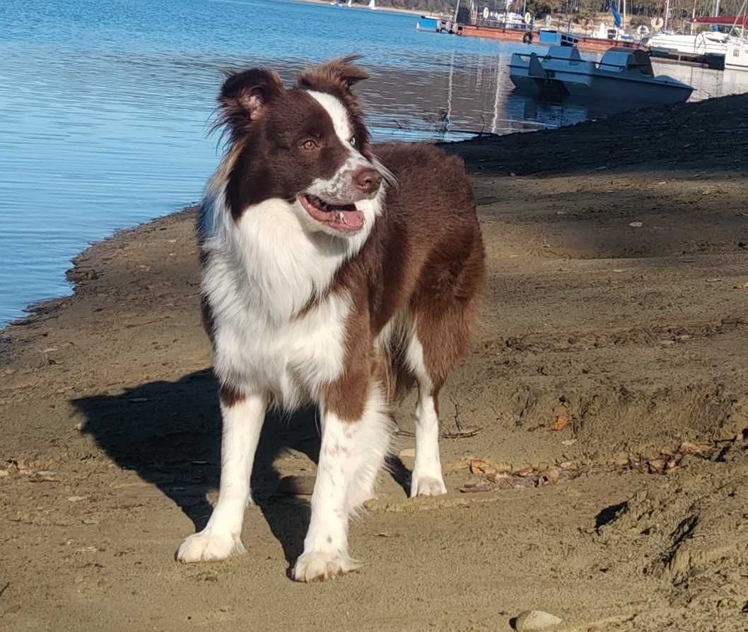 Border Collie Reproduktor