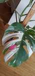 Monstera Veriegata 9 liści