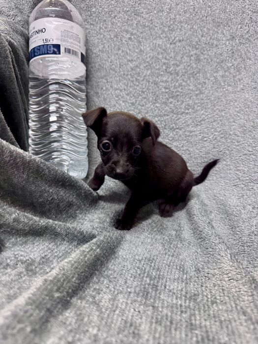 Cães de porte pequeno