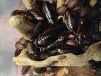 Karaczan argentyński [Blaptica dubia]