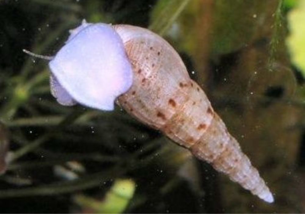 caracois de agua doce melanoides tuberculata