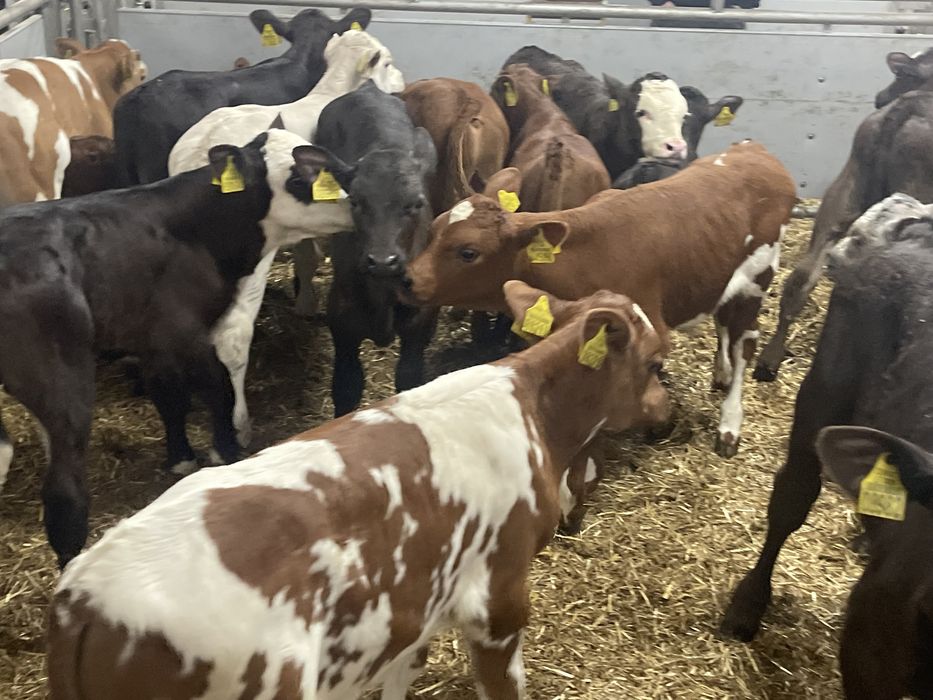 Cielaki byczki jałóweczki