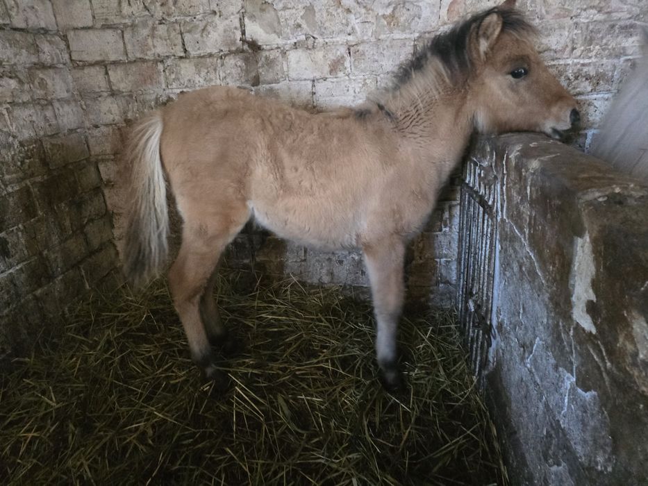Sprzedam pięknego ogierka po fiordzie 6 miesięcy.