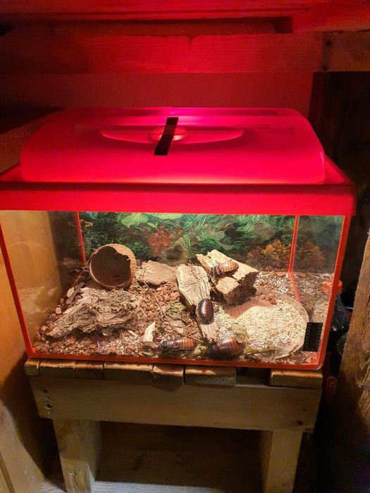 Karaczany Madagaskarskie- Oddam