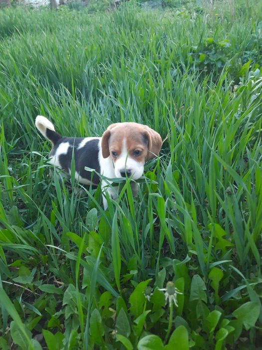 Щенки бигль готовые к переезду в новую семью