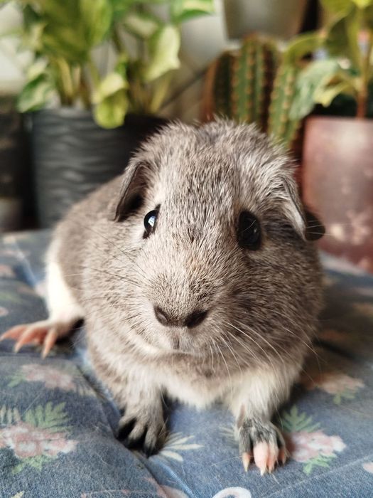 Морська свинка хлопчик