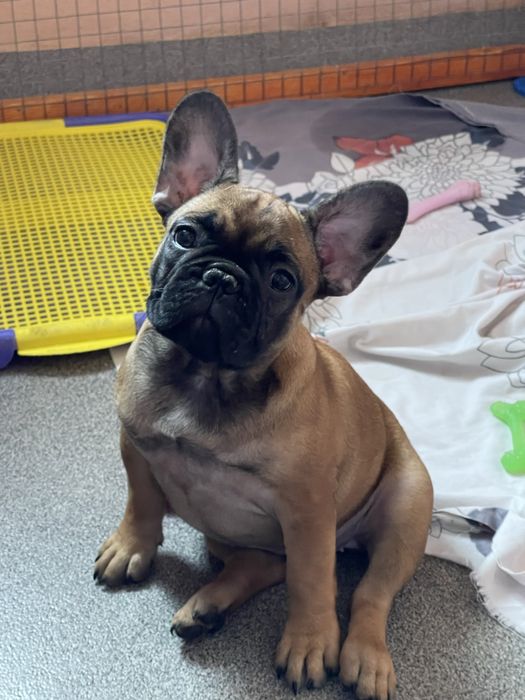 Французький бульдог