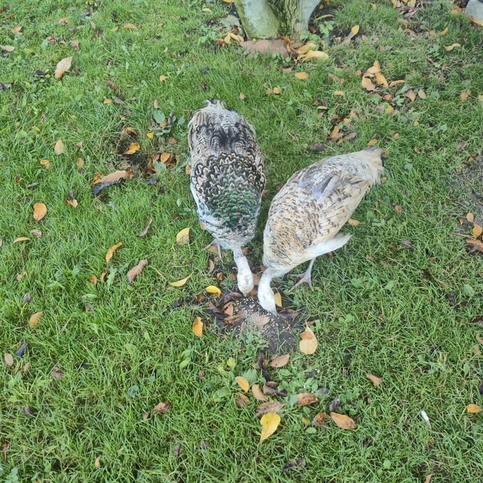 Pawie paw czarnoskrzydłe 2025