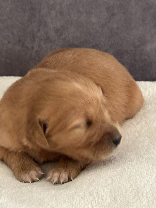 Golden retriever złota suczka