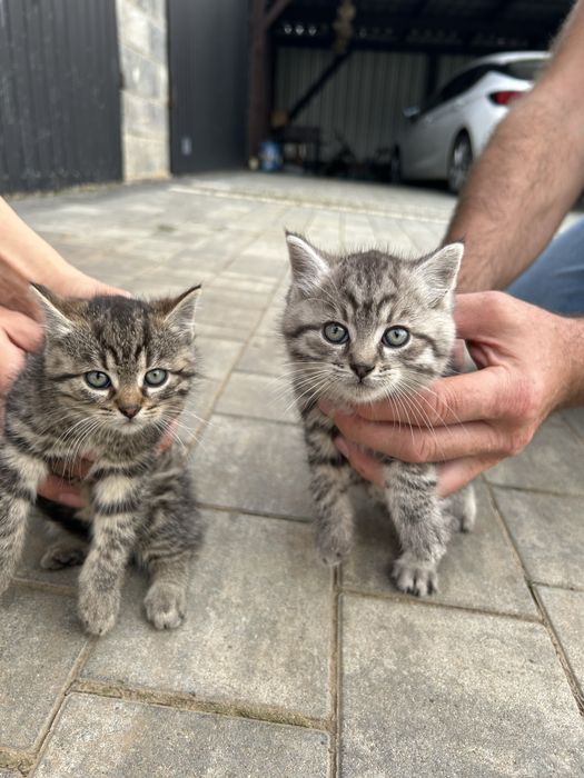 Oddam 3 koty 1.5 miesiąca