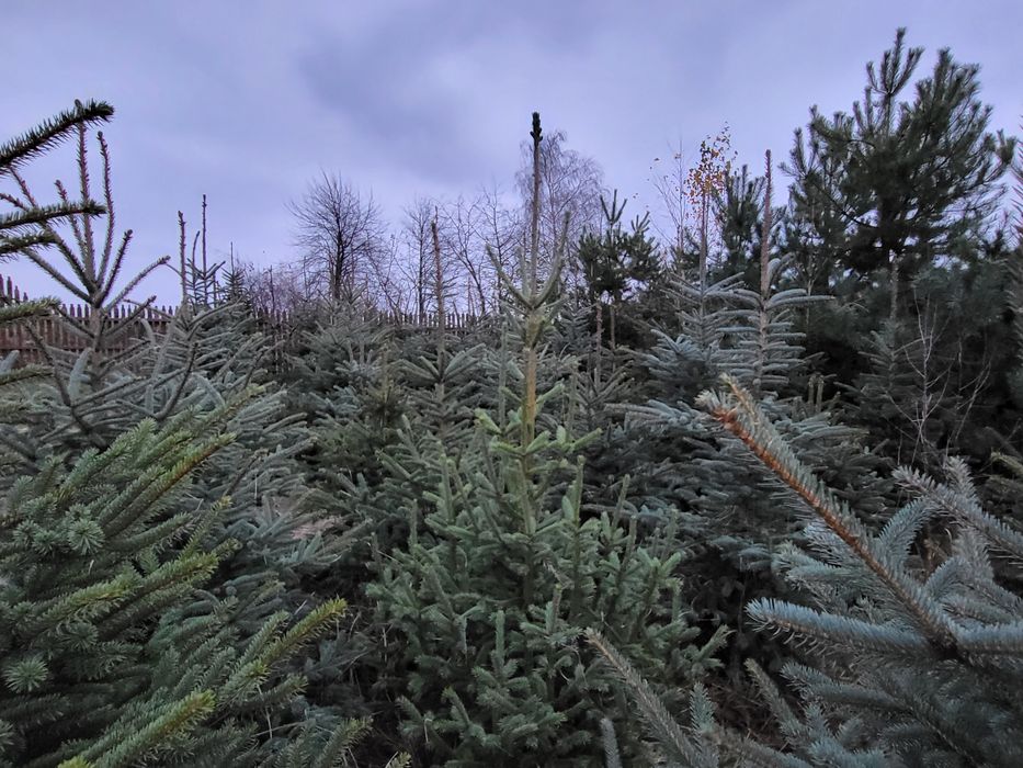 Jodła Kaukaska świerk zwykły  i srebrny maly