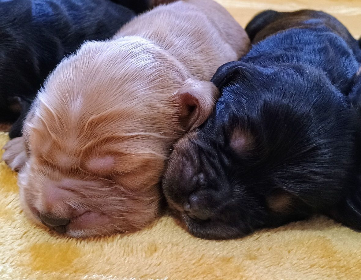 Cocker spaniel angielski czarno podpalany