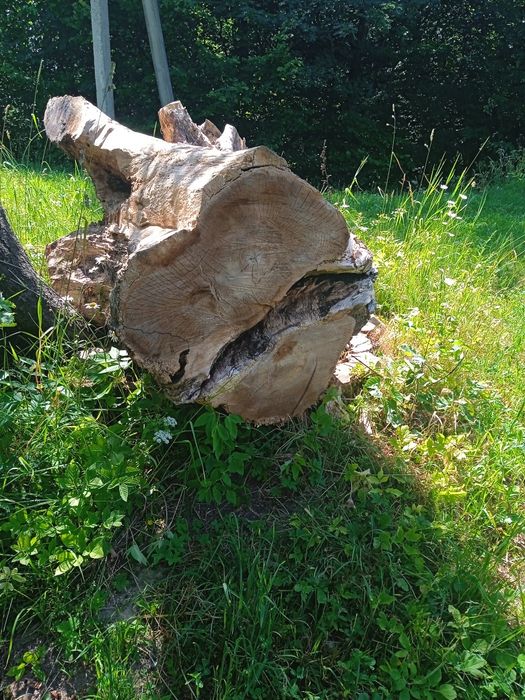 Продам пень горіха