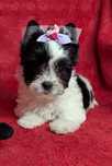 Suczka Yorkshire terrier