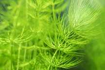 Ceratophyllum demersum 'Foxtail' (Planta de aquario)