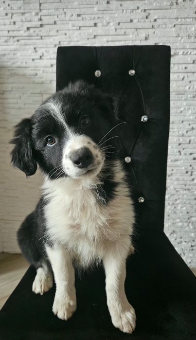 Suczka border collie