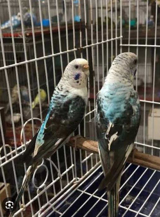 Piriquitos Autralianos Campeões