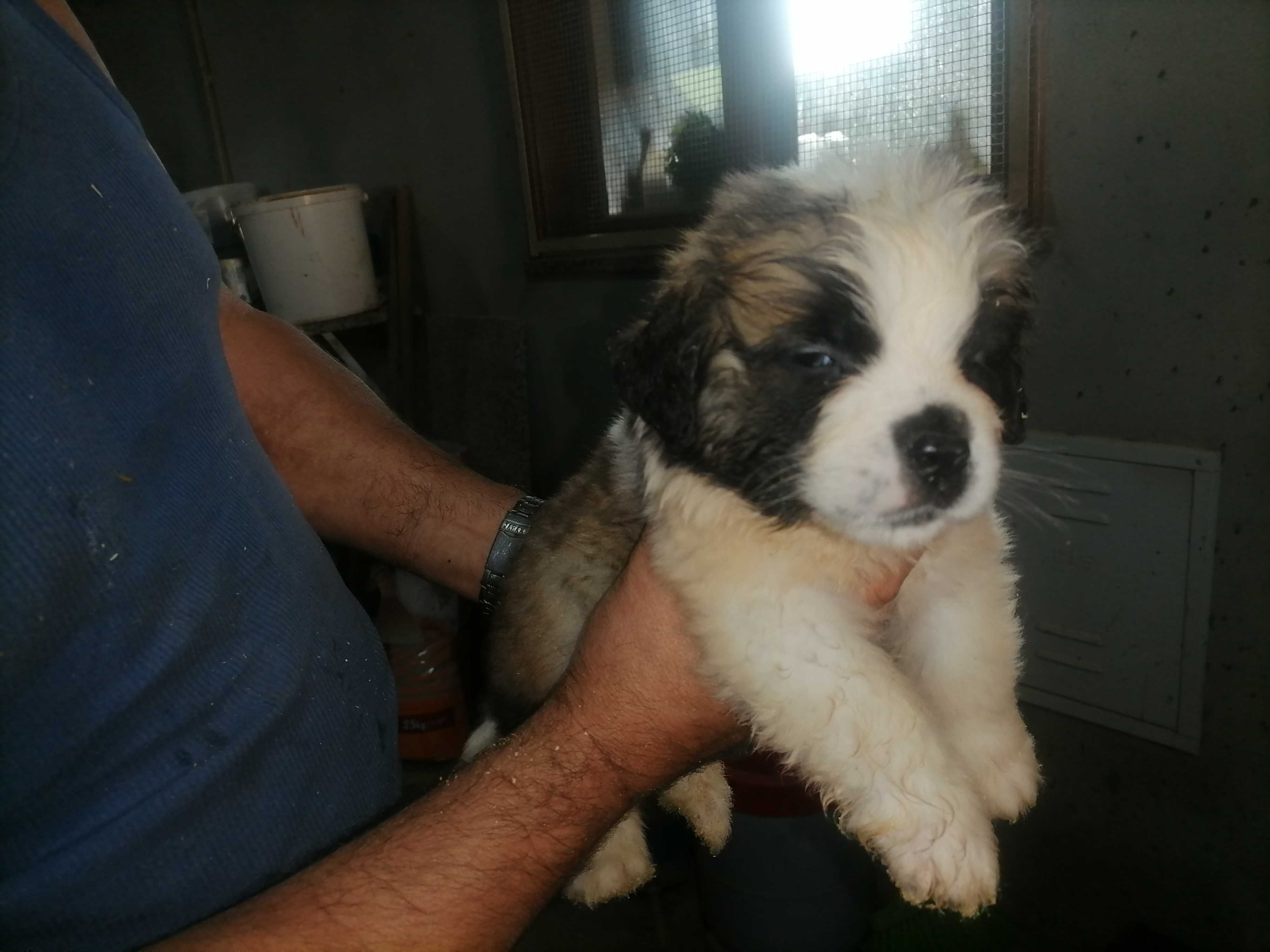 Lindíssimo peluche tricolor