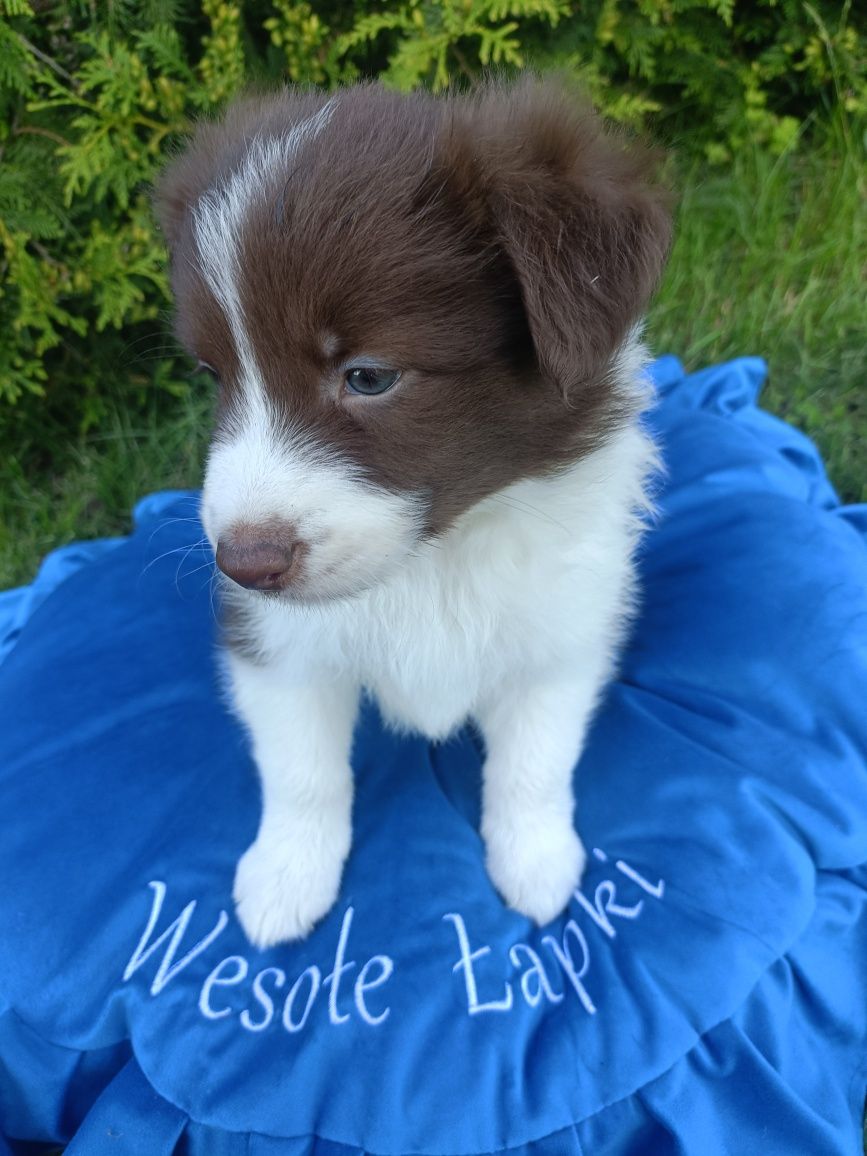 Samczyk Border Collie brązowo-biały nr 4/genetyka/RTG/wyprawka