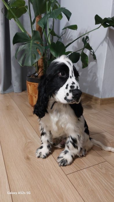 Cocker spaniel angielski piesek biało czarny