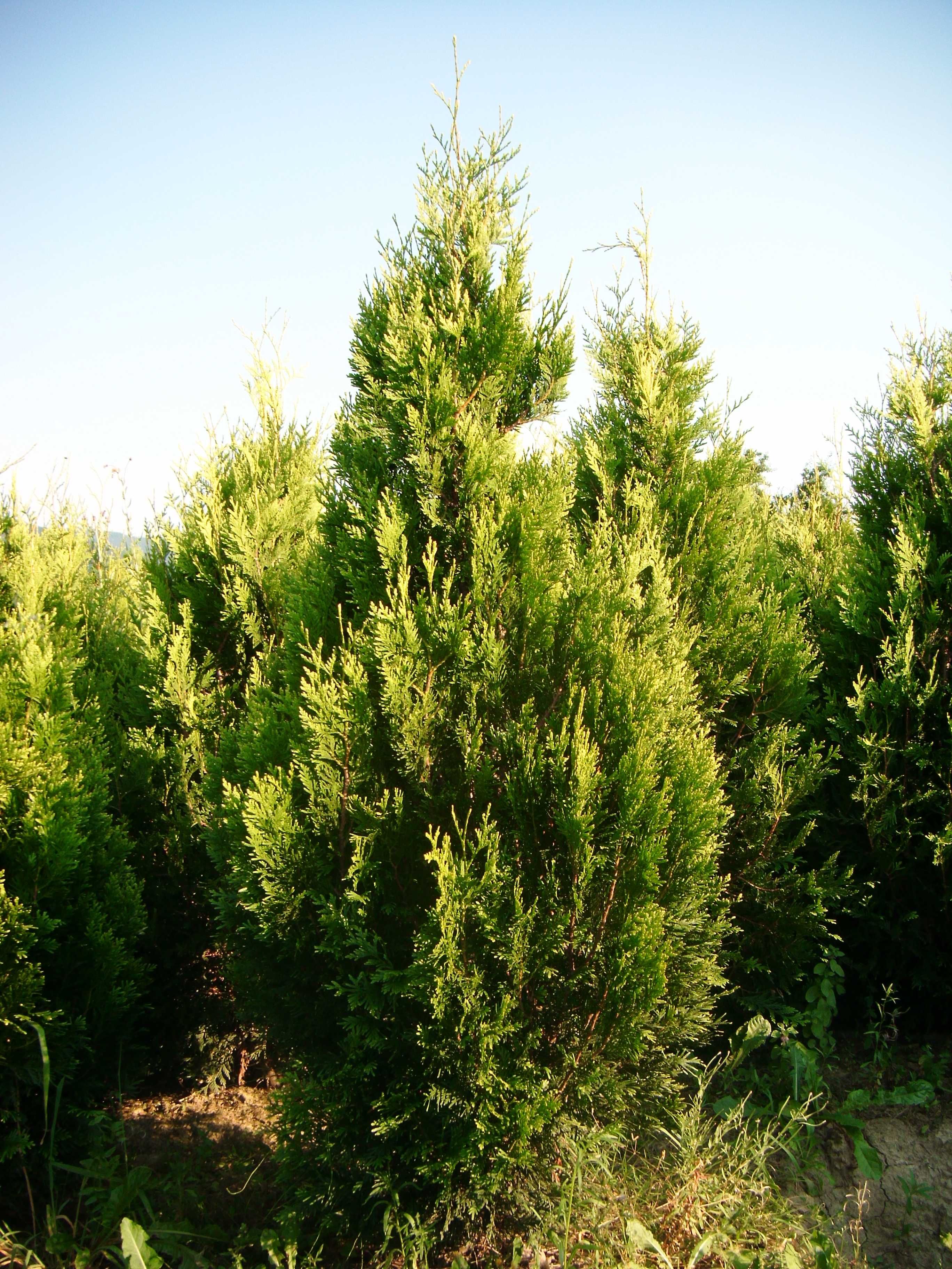 Tuja thuja złotokończasta złotokończysta aureospicata 180-200cm OKAZJA