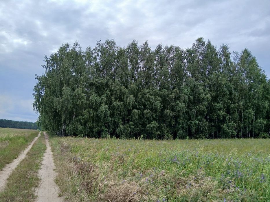 Witam.  Sprzedam las.