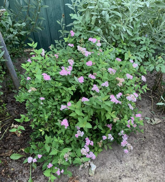 Спірея низькоросла рожева