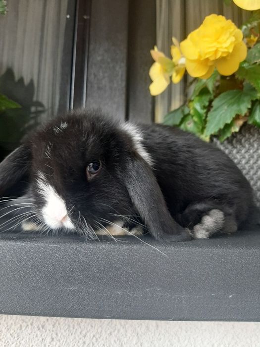 Kroliki baranek miniaturka karzełek mini lop